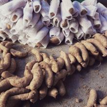 山天麻價格 山天麻批發(fā) 山天麻廠家 