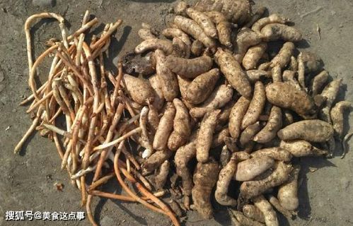 這就是珍貴的 野生天麻 ,請記住它的樣子,山中遇見,不要錯過