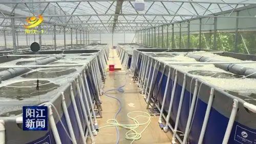 廣東省陽江市三階段跑道式養蝦 節水70 一年可養7 8造 1m3水出
