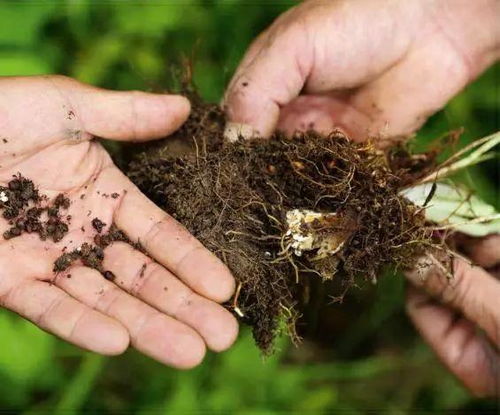 太白山珍奇瀕危植物 四 秦嶺沙參 太白米 太白柴胡 天麻