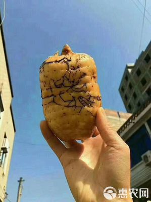 探秘小草壩天麻 珍稀藥材的自然饋贈(zèng)