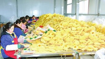 康縣天麻 深山瑰寶遠(yuǎn)銷全國(guó)