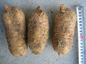 徐洪熊教大家種植天麻，發(fā)家致富之路