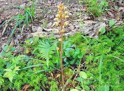 天麻的功效與作用詳解，野生天麻的禁忌及食用方法