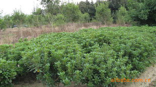 農苗網 一站式綠化苗木采購平臺，海桐球、海棠球工程苗指導價與廠商盡在掌握