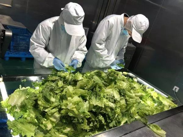 振興動態 | 新品種引領餐桌革命，萬科農業以即食蔬菜打開市場新藍海