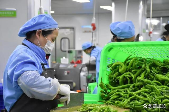 食材凈菜加工與預(yù)制菜的差異化解析 以蔬菜為例，保鮮與便利的兩大烹飪革新